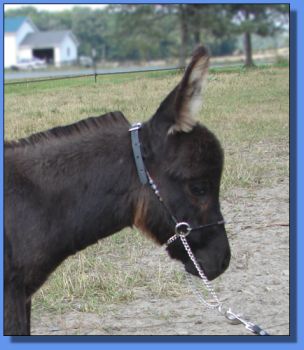 Ass-Pirin Acres Lovey Dovey