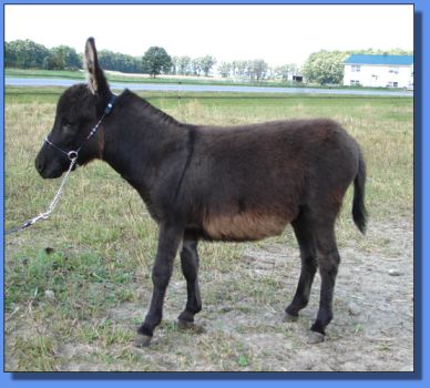 Ass-Pirin Acres Lovey Dovey