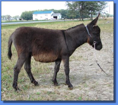 Ass-Pirin Acres Lovey Dovey