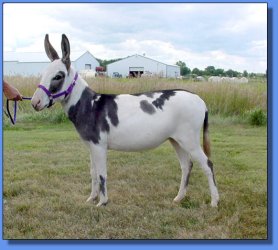 Lot #17 ~ Ma & Pa Acres Liberty