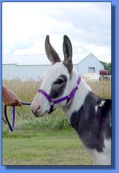 Lot #17 ~ Ma & Pa Acres Liberty