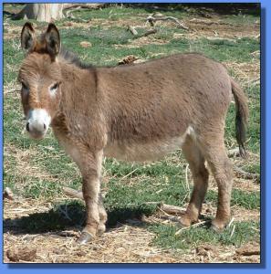 Lot # 16  ~ MGF Jean Rouge 405