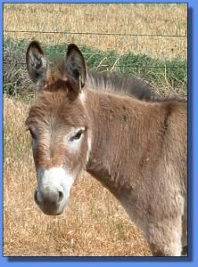 Lot # 16  ~ MGF Jean Rouge 405