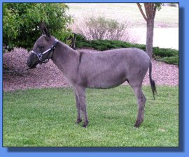 Lot 24A ~ MJB Miss Frieda