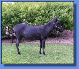 Lot 7A ~ MJB Miss Lucy