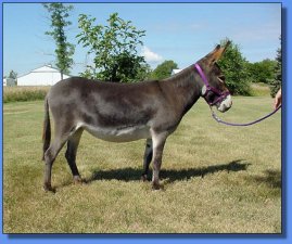 Lot #3 ~ Ma & Pa's Majellica by LN