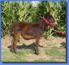 Ma and Pa's Margi Rose - Lot #3