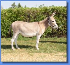 Shawmar's Merlot - Lot #28