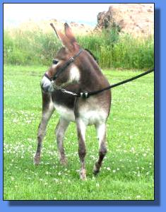 Lot #5 ~ Ass-Pirin Acres Miss Addison