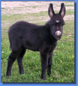 Ass-Pirin Acres Miss Bardo