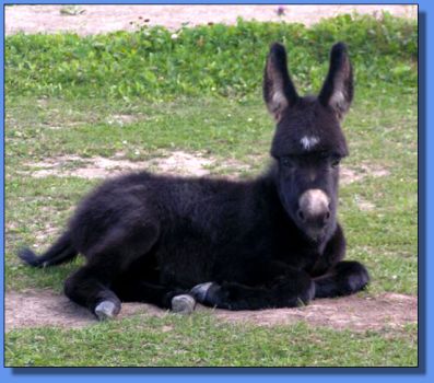 Ass-Pirin Acres Miss Bardo