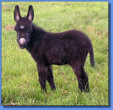 Ass-Pirin Acres Miss Bardo