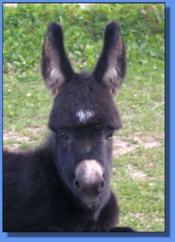 Ass-Pirin Acres Miss Bardo