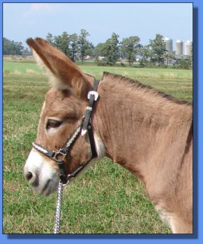 Click photo to enlarge