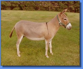 Prairie Brae Miss Uppity - Lot #19