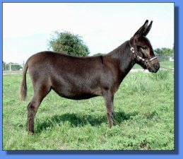 Arrow Creek Morning Star - Lot # 2