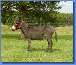 Mystery Donkey ~ Lot #??