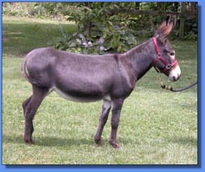 Lot 13 ~ The Elms Mystic Jewel