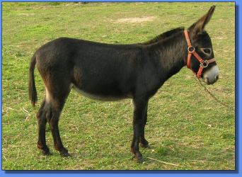 Lot # 34 ~ Mystic Legend