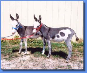 Lot # 25 ~ Gardner's Neva Marie & Gardner's Reva Anne