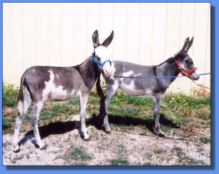 Lot # 25 ~ Gardner's Neva Marie & Gardner's Reva Anne