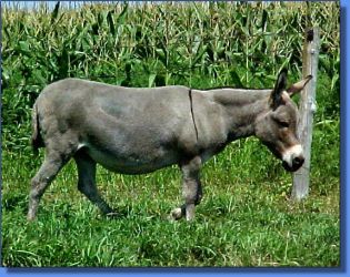 LN Nissette - Lot 16