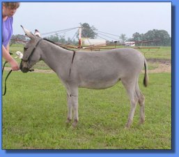 Lot #30 ~ Ass-Pirin Acres Noreen