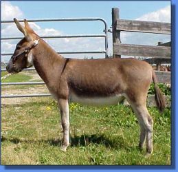 Pat E Cakes - Lot 19