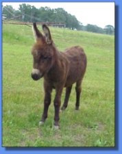 Ass-Pirin Acres Patent Leathe