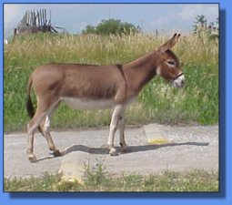 758's Patola - Lot #12