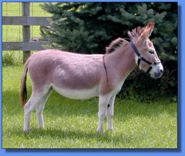 Pine rove Farm's Pink Chablis - Lot  #30
