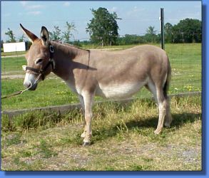 Ass-Pirin Acres Wind Songs Pinky - Lot 33