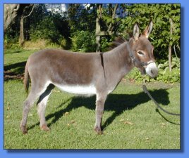 Pine Grove Farm's Pittypat - Lot #6