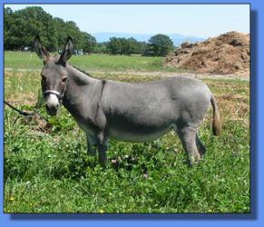 Lot #23 ~ Happy Time Acres Pizzaz