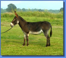 Lot #20 ~ Ass-Pirin Acres Pocahantas