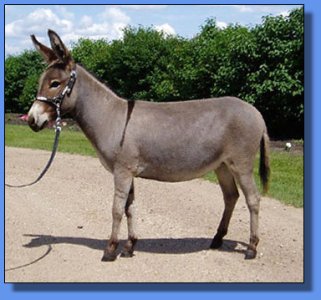 Lot #29  ~ Prairie Brae Dustina Rose