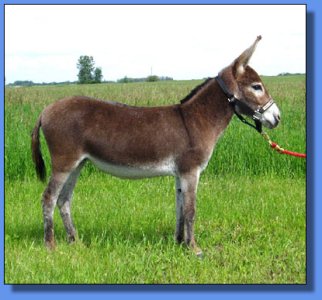 Lot #21 ! Prairie Brae Sunburst