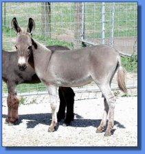 Brayers Are Us Precious Platinum - Lot #25