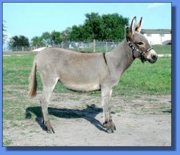 Brayers Are Us Precious Platinum - Lot #25