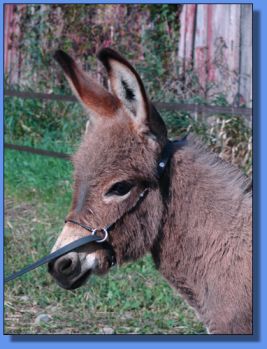 Ass-Pirin Acres Pretty Precious