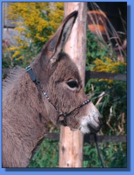 Ass-Pirin Acres Pretty Precious