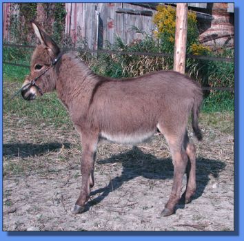 Ass-Pirin Acres Pretty Precious