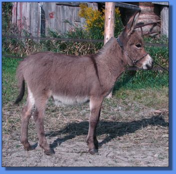 Ass-Pirin Acres Pretty Precious