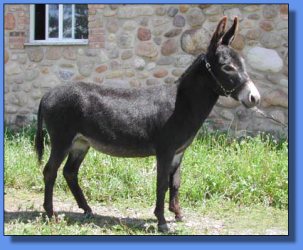 Lot #4 ~ Stoney Acres Prima Dawna