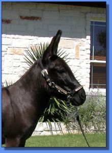 Lot # 27 ~ Hill Country Miniatures Raven