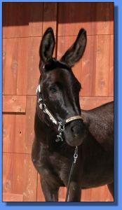 Lot # 27 ~ Hill Country Miniatures Raven