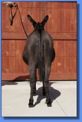 Lot # 27 ~ Hill Country Miniatures Raven