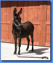 Lot # 27 ~ Hill Country Miniatures Raven