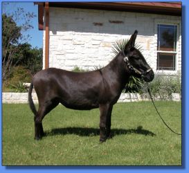 Lot # 27 ~ Hill Country Miniatures Raven