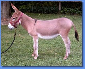 Lot 23 ~ The Elms Red Jasmine